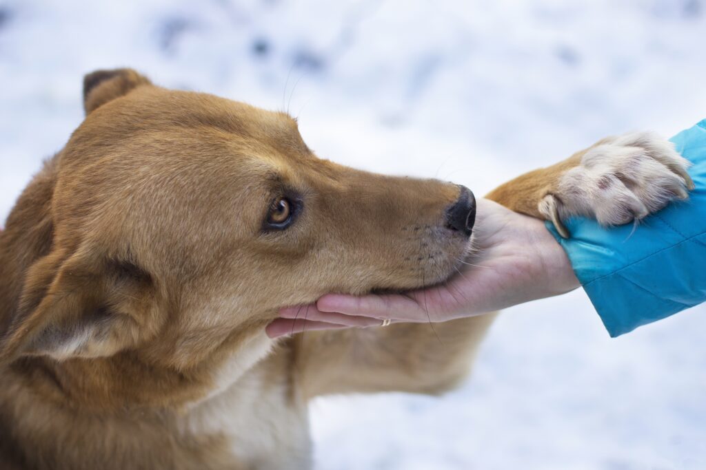 why does a dog lick